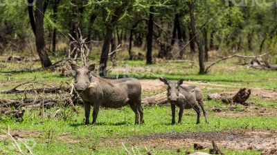 African warthog