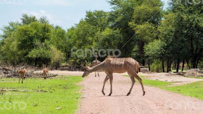 Kudu