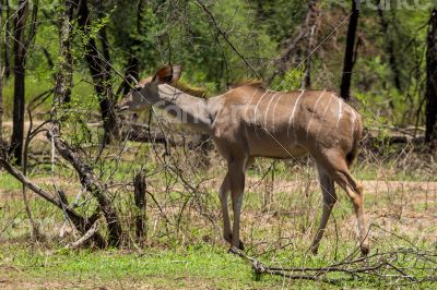 Kudu