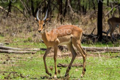 Impala 