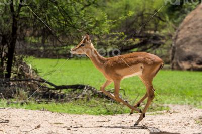 Impala 