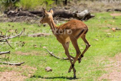 Impala 