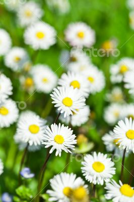 chamomile flowers field