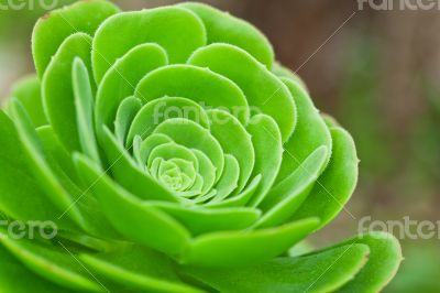 succulent plant