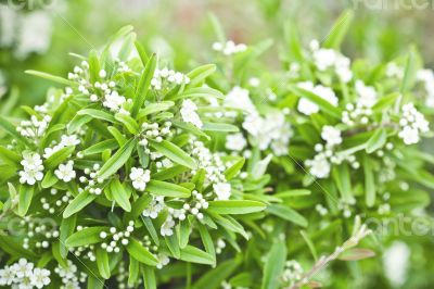 blossoming tree brunch with white flowers