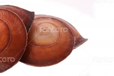 The two Shell on the white background