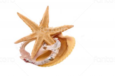 The Starfish and Shell on the white background