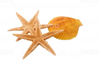 Two Starfish and one Shell on the White Background