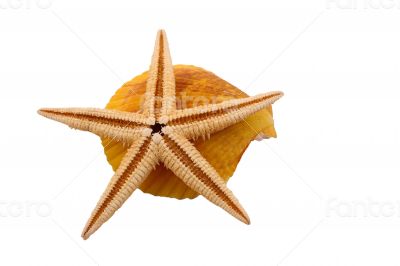 The Starfish with the shell on the white background