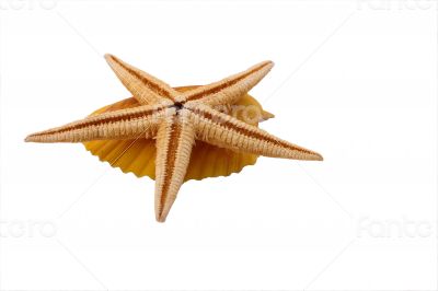 The Starfish with shell on the white background