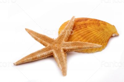 The Starfish with shell on the white background