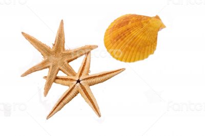 Two Starfish with the shell on the white background