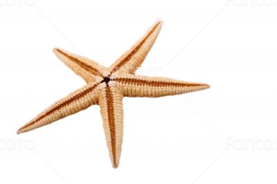 The single starfish on the white background