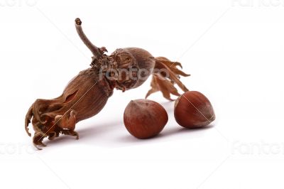 The Hazelnut and in the leaf on white background