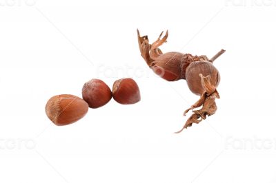 The Hazelnut and in the leaf on white background