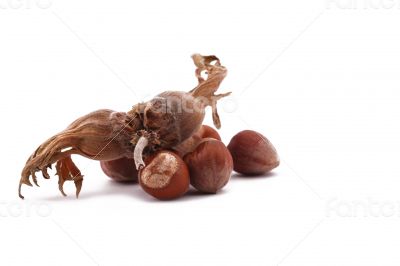 The Hazelnut and in the leaf on white background