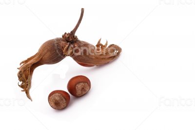 The Hazelnut and in the leaf on white background