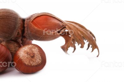 The Hazelnut and in the leaf on white 