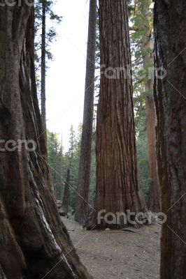 Family of giants