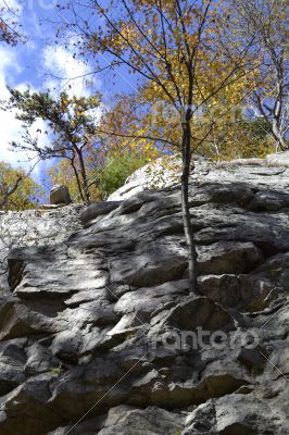 Horizontal trees