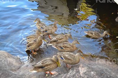 Duck family