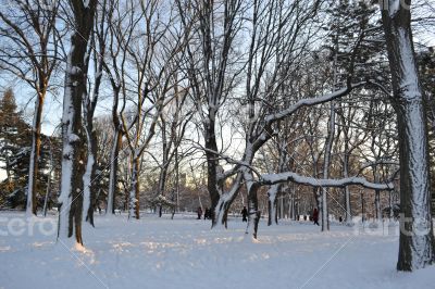Snow in Central Park