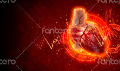 3d rendered medical illustration of a human heart