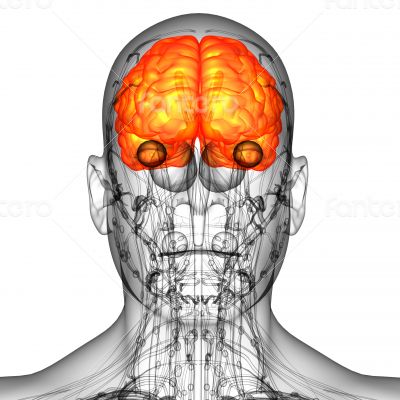 3d render medical illustration of the human brain 
