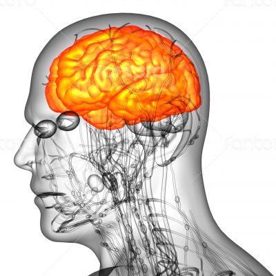 3d render medical illustration of the human brain 
