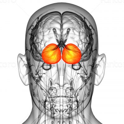  human brain cerebrum