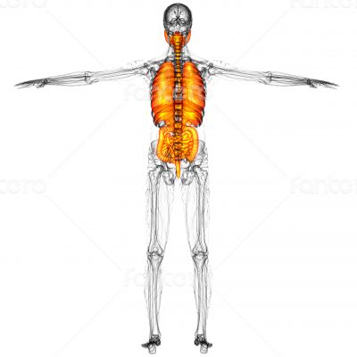digestive system and respiratory system