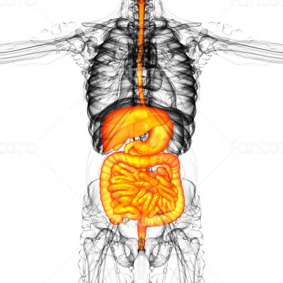 human digestive system