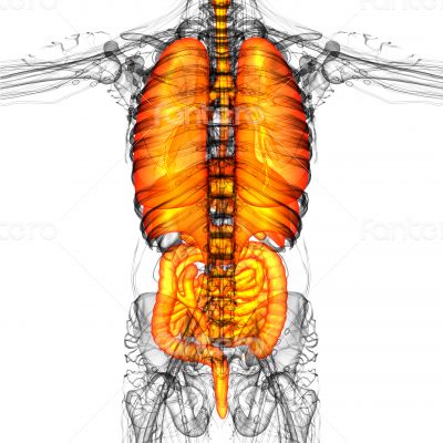 digestive system and respiratory system