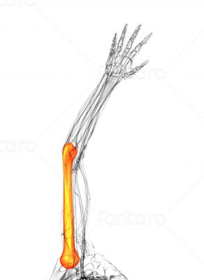3d rendered illustration of the humerus bone