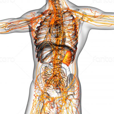  lymphatic system 