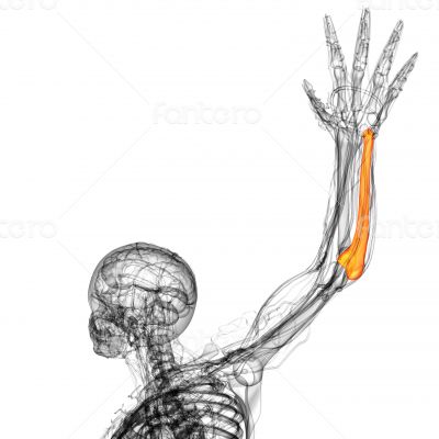 3d render medical illustration of the ulna bone