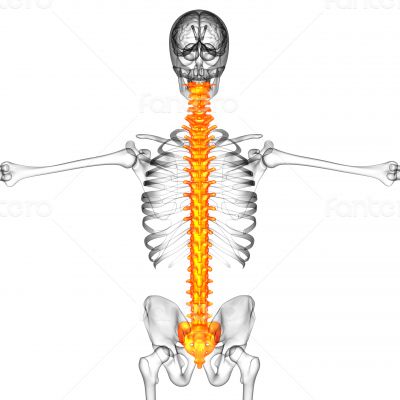 3d render medical illustration of the human spine