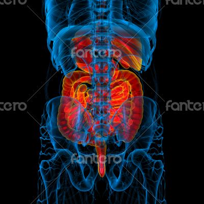  human digestive system 