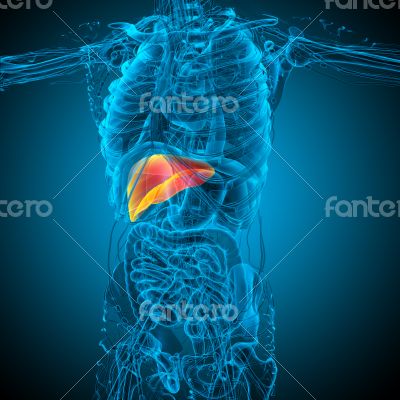 3d render medical illustration of the liver 