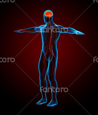 3d render medical illustration of the nerve system