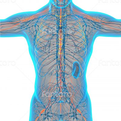  nerve system 