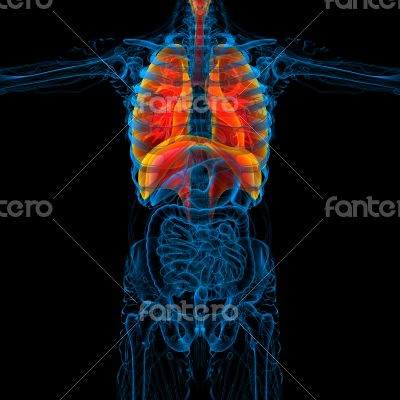  human respiratory system