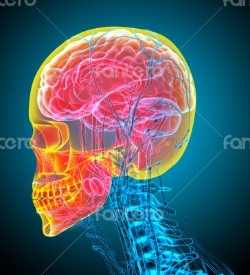 3d render medical illustration of the human skull
