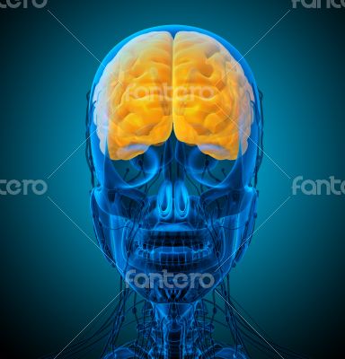 3d render medical illustration of the brain