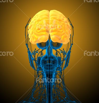 3d render medical illustration of the brain