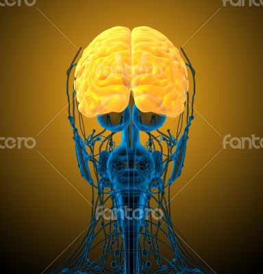 3d render medical illustration of the brain