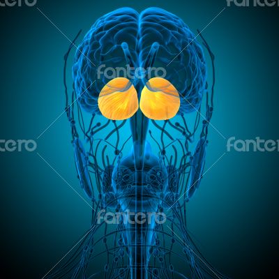 human brain cerebrum 