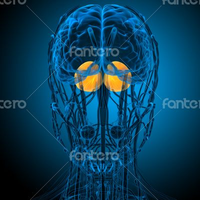  human brain cerebrum 