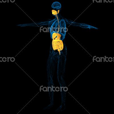  human digestive system 