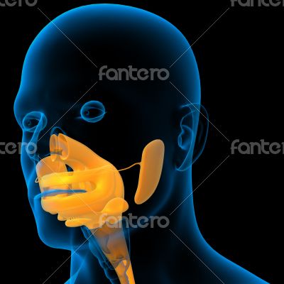 human digestive system 